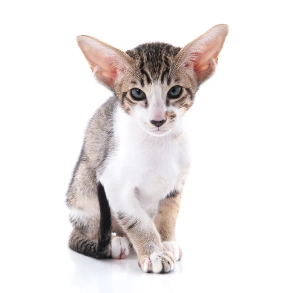 Siamese kitten — Stock Photo, Image