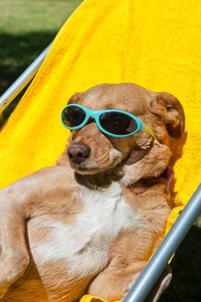 Hund nimmt Sonnenbad — Stockfoto