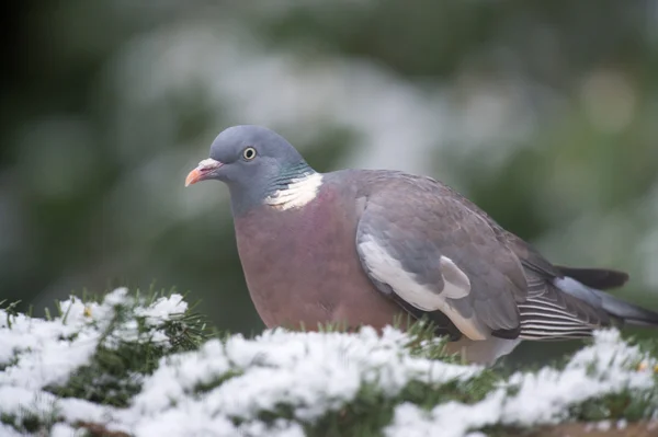 Common Wood Pigeon in snow — Stock Photo, Image