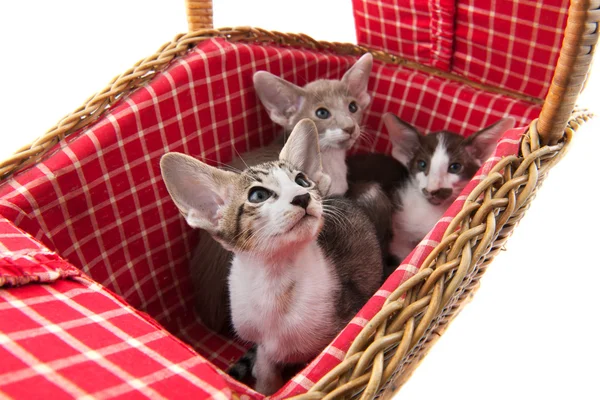 Gatinho siamês em cesta de piquenique — Fotografia de Stock