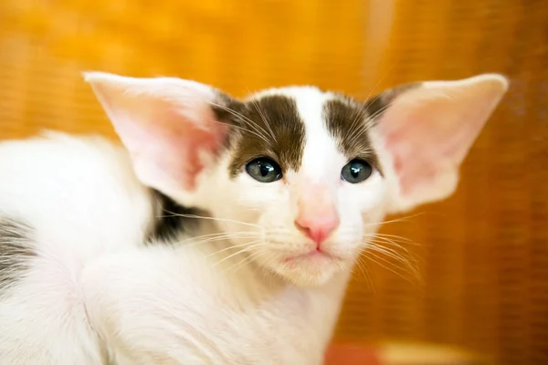 Petit chaton siamois noir et blanc — Photo