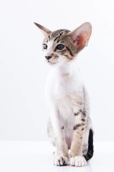 Siamese kitten in picnic basket — Stock Photo, Image