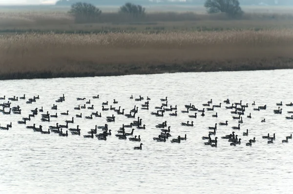 Swarm Brent oca — Foto Stock