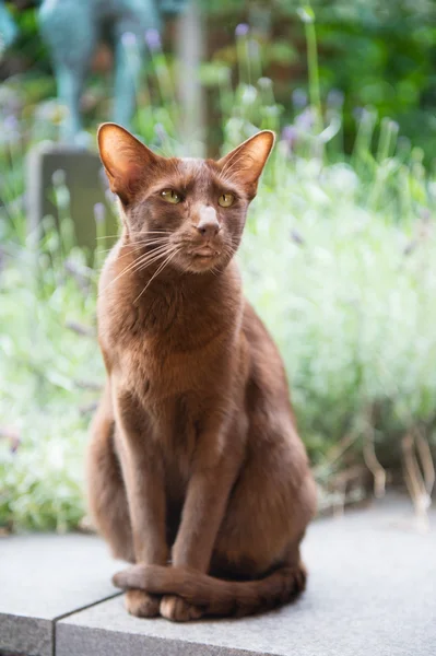 Havanna brown siamese — Stock Photo, Image