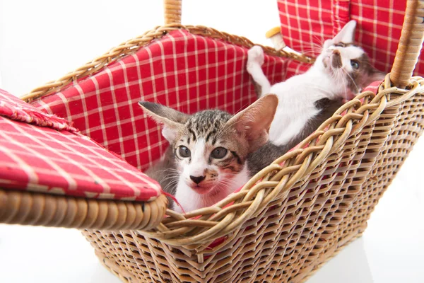 Little cat hiding in picnic basket — Stock Photo, Image