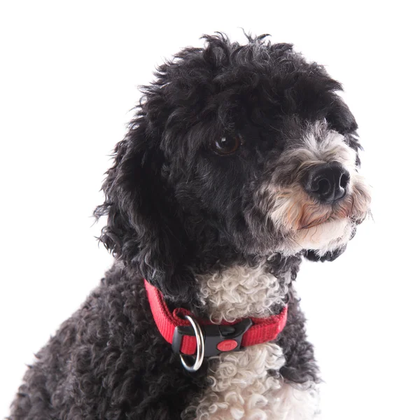 Black and white poodle — Stock Photo, Image