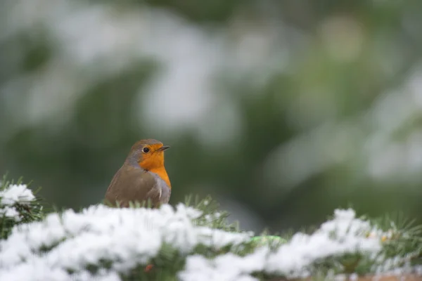 Robin des bois européen dans la neige — Photo