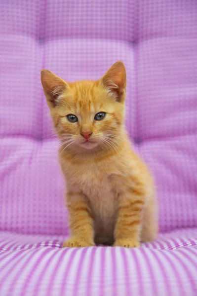 Червоний маленький кошеня — стокове фото