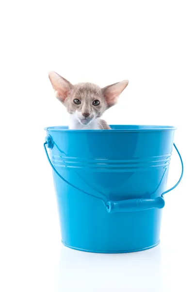 Siamese kitten in blue bucket — Stock Photo, Image