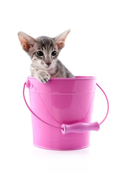 Kotek Syjamski w wiaderku różowy — Zdjęcie stockowe