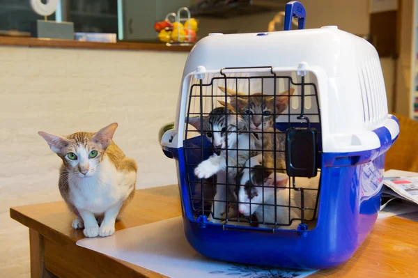 Siamese mamma katt med kattunge i bur — Stockfoto