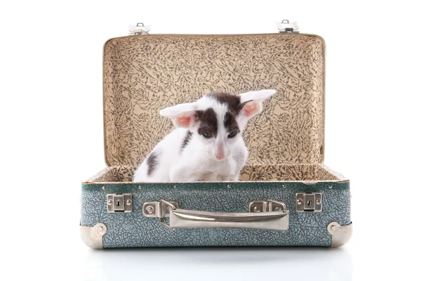 Siamese kitten in vintage suitcase