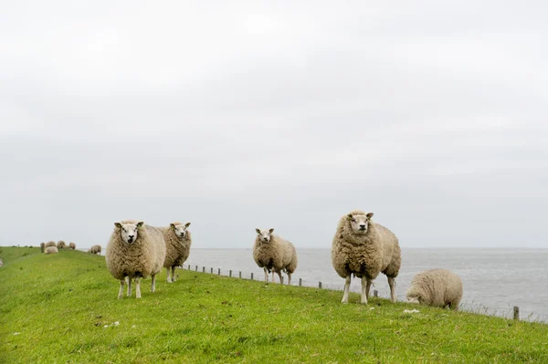 Texelschafe auf holländischer Wattenmeerinsel — Stockfoto
