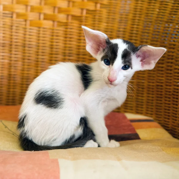 Kleine schwarz-weiße siamesische Kätzchen — Stockfoto