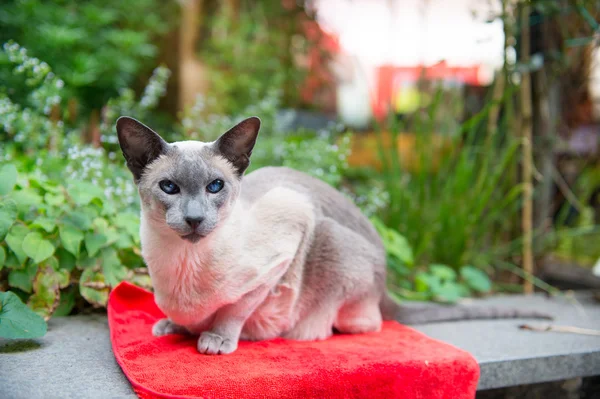 Red Point Siamese Cat Images Libres De Droit Photos De Red Point Siamese Cat Depositphotos