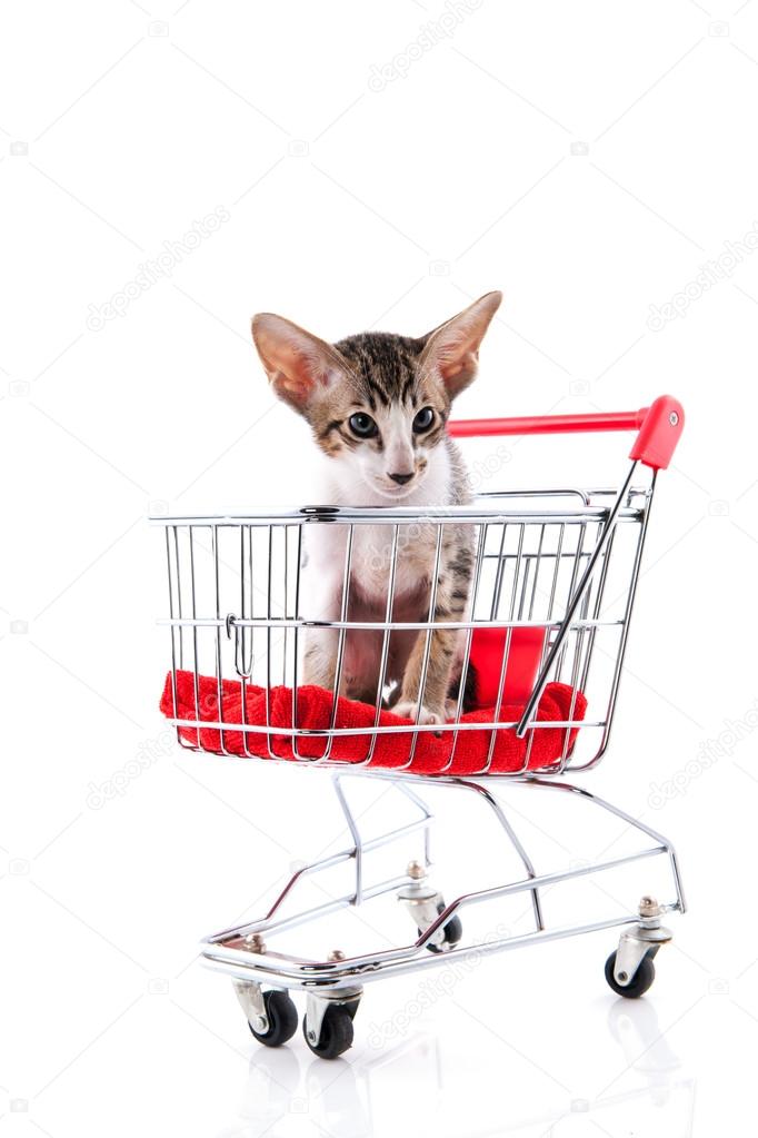 Siamese kitten in shopping cart