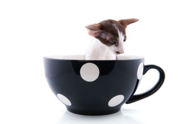 de büyük kupa Siyam kedi