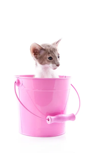 Kotek Syjamski w wiaderku różowy — Zdjęcie stockowe