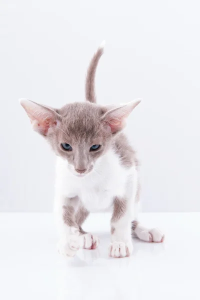 シャムの子猫 — ストック写真