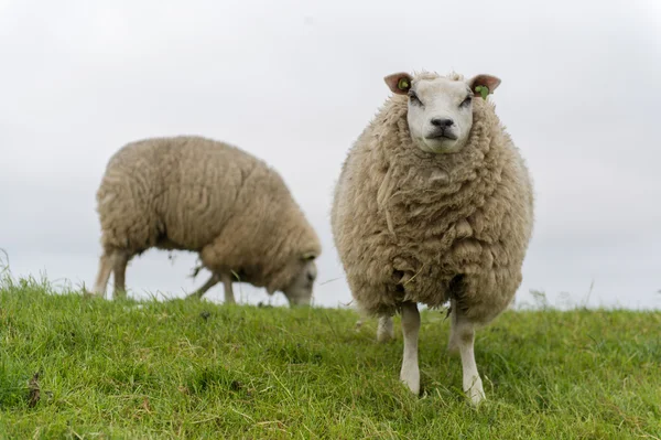 Texel ovejas en holandesa wadden isla —  Fotos de Stock