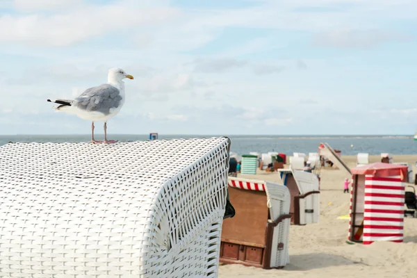 Gaviota en la playa de Borkum —  Fotos de Stock