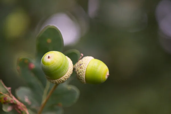 Eikels in boom — Stockfoto