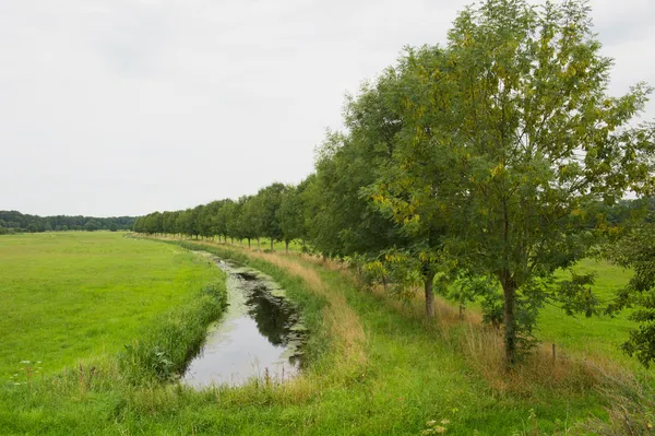 Row trees with ditch — Stock Photo, Image