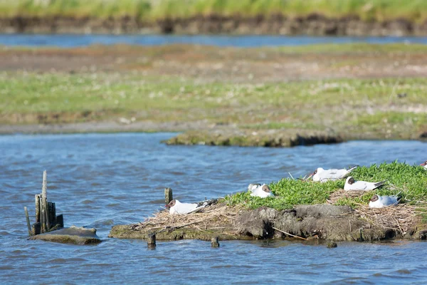 Allevamento di gabbiani di mare dalla testa nera — Foto Stock