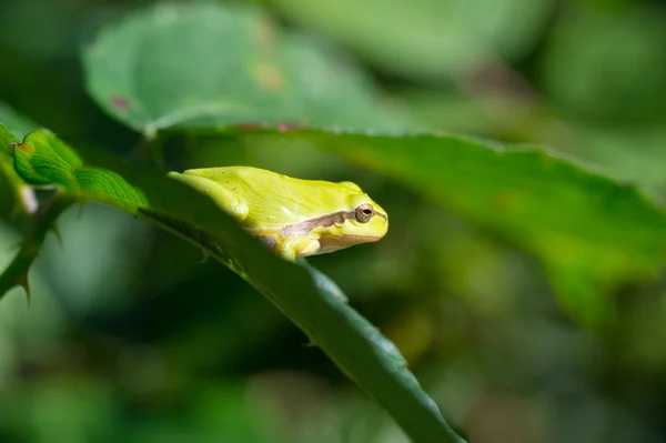 Древесная лягушка Hyla arborea — стоковое фото