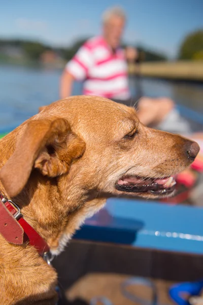 Dog in the boat — Stock Photo, Image