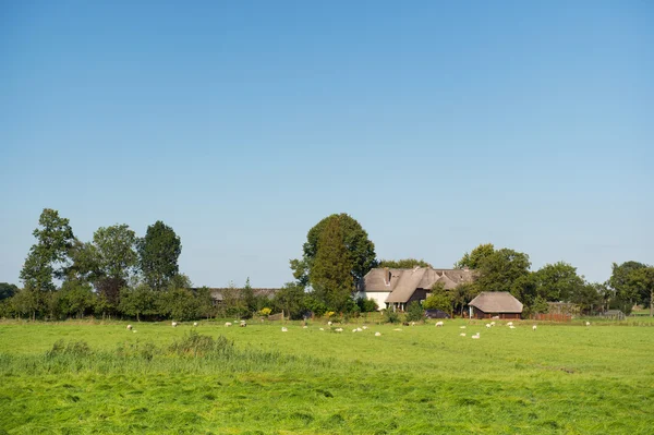 Farmhouse with sheep — Stock Photo, Image