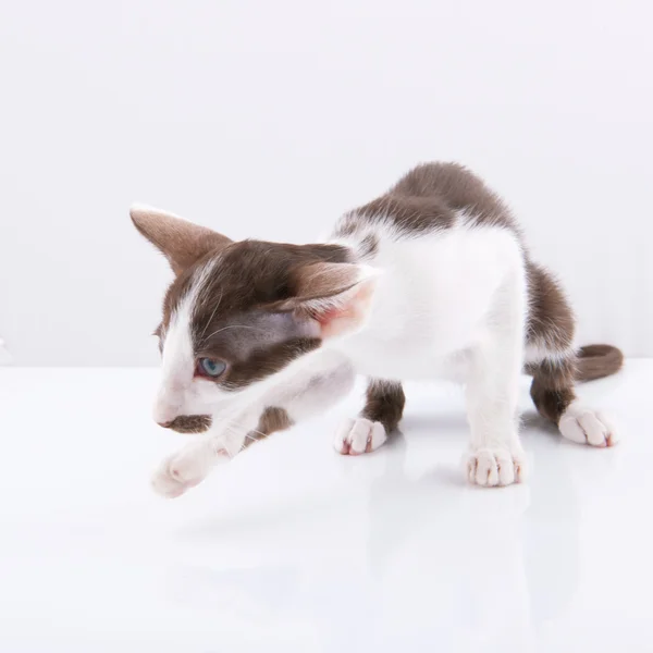 スタジオのシャムの子猫 — ストック写真