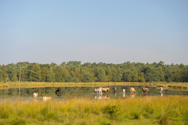 Nature landscape with cows in water