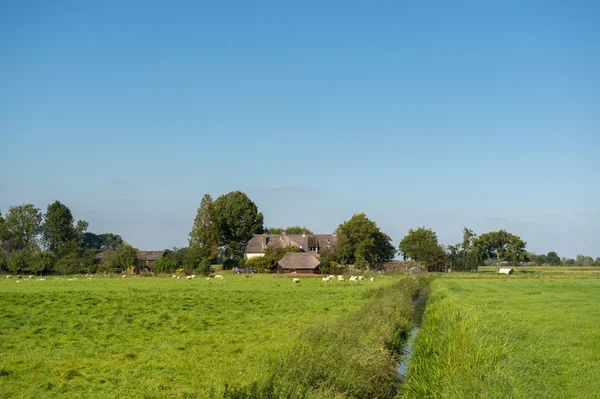 Boerderij met schapen — Stockfoto