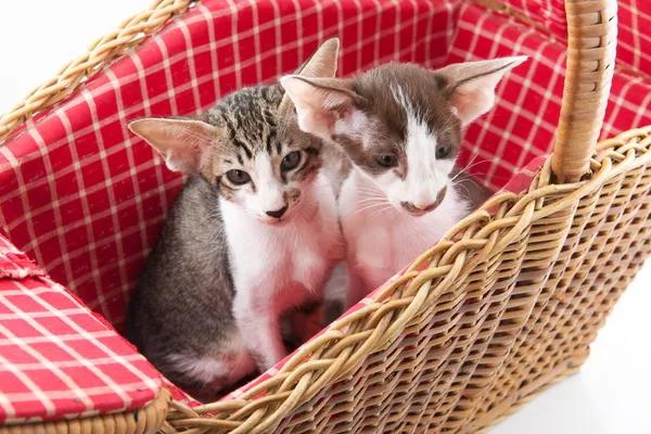 Μικρή γάτα που κρύβονται στο καλάθι πικ-νικ — Φωτογραφία Αρχείου