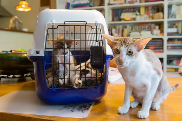 Siamese mother cat with kitten in cage — Stock Photo, Image