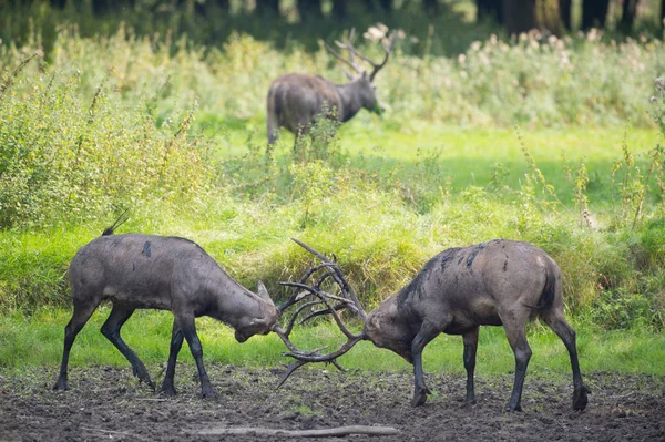 Manliga elaphure belling tillsammans — Stockfoto