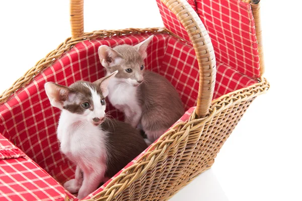 Pequeno gato escondido em cesta de piquenique — Fotografia de Stock