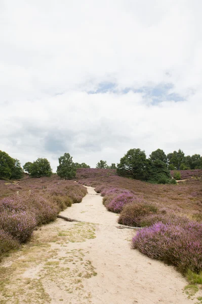 Heather landscape — Stock Photo, Image