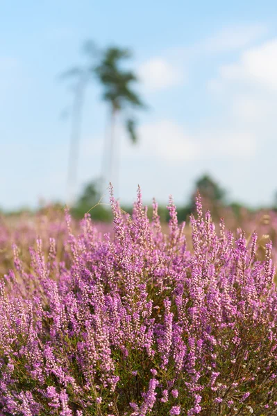 Heather na paisagem — Fotografia de Stock