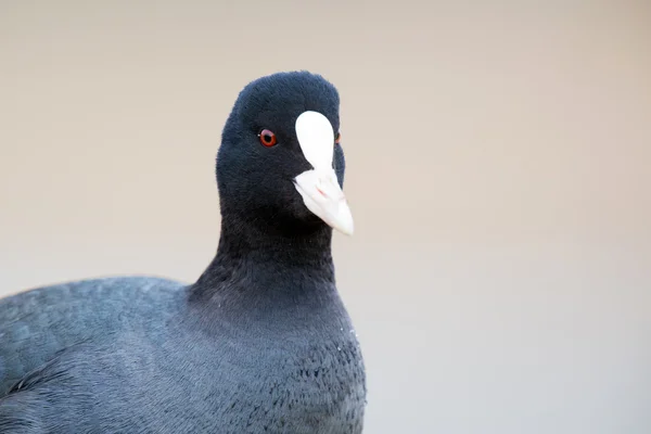 Eurasian Coot — Stockfoto