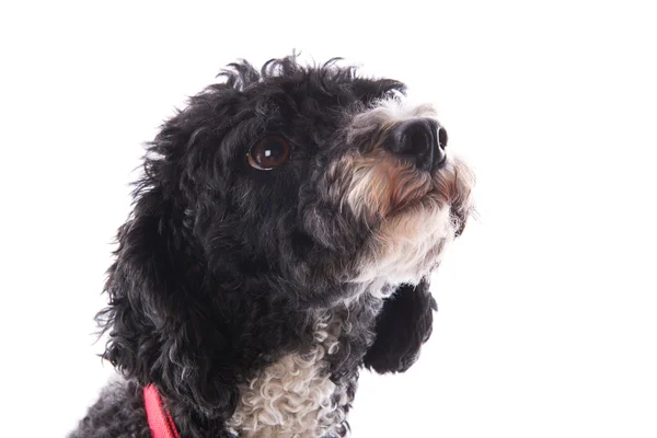 Black and white poodle — Stock Photo, Image