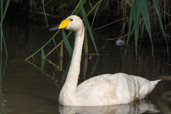 Pequeno cisne branco — Fotografia de Stock