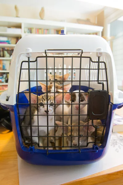 Siamese kitten ready for transport — Stock Photo, Image