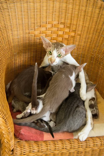 Anne kedi ile içme yavru kedi — Stok fotoğraf