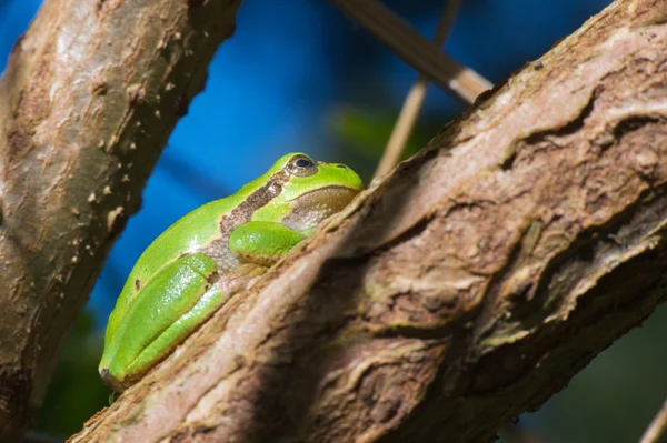 Rã-da-árvore Hyla arborea — Fotografia de Stock