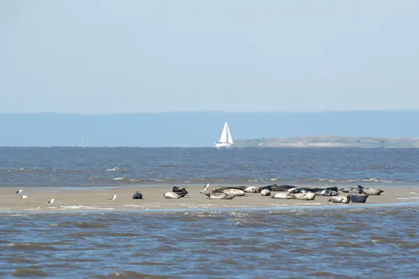 Segl i Vadehavet - Stock-foto