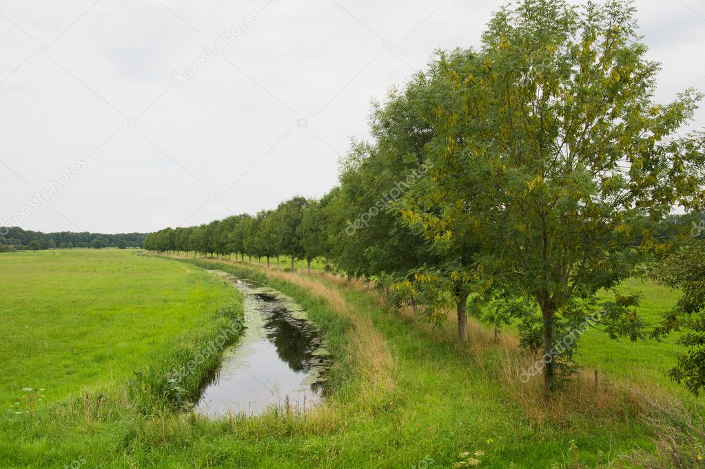 Row trees with ditch