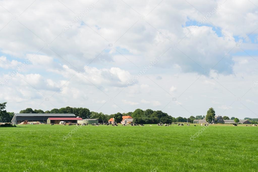 Dutch landscape with farmhouse and cows