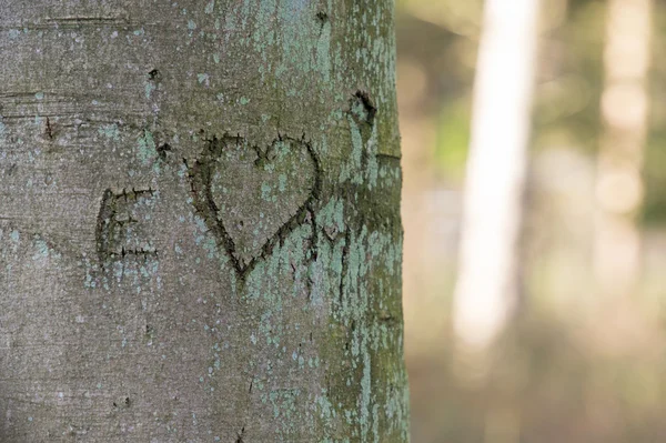 Liebe im Baum — Stockfoto